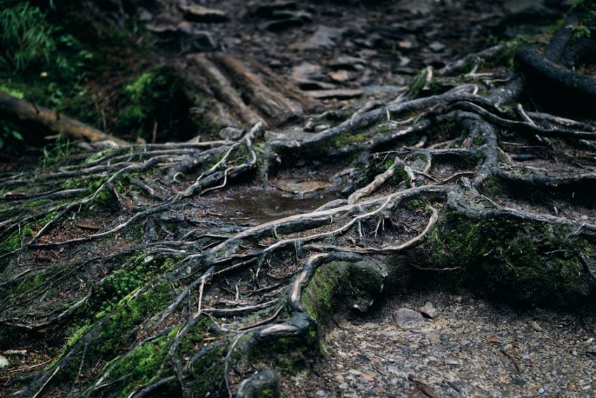 White mycelium webbing beneath a decaying log in the Hoh Rainforest.