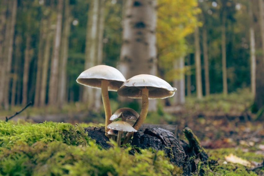 White mycelial threads spread through decaying wood in an Oregon forest.