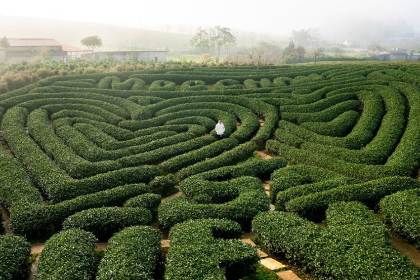 The sprawling Yancheng Dafeng Maze in China challenges even the most confident navigators.