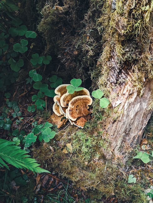 Bleeding tooth fungus (Hydnellum peckii) glistening with red droplets in the misty Oregon forest.