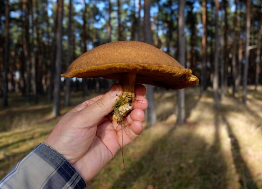 Pale mycelial threads stretch through damp forest soil in Germany's Solling-Vogler Nature Park.