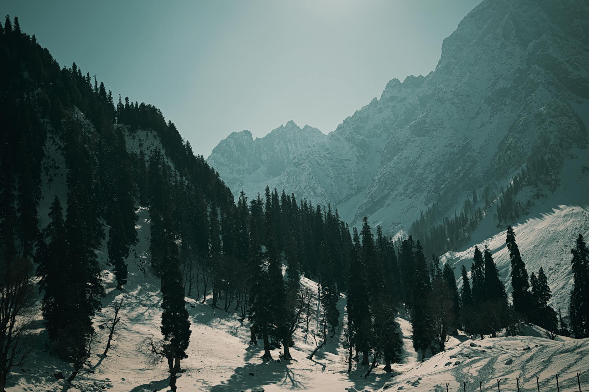 Breathtaking view of snow-covered mountains and pine trees in Kashmir during winter.