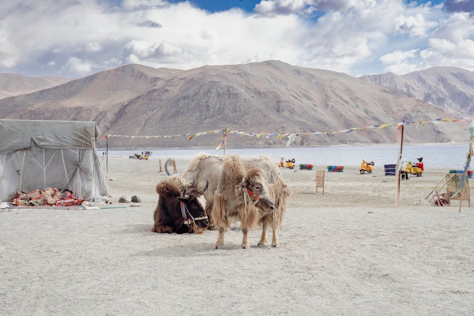 leh ladakh travel