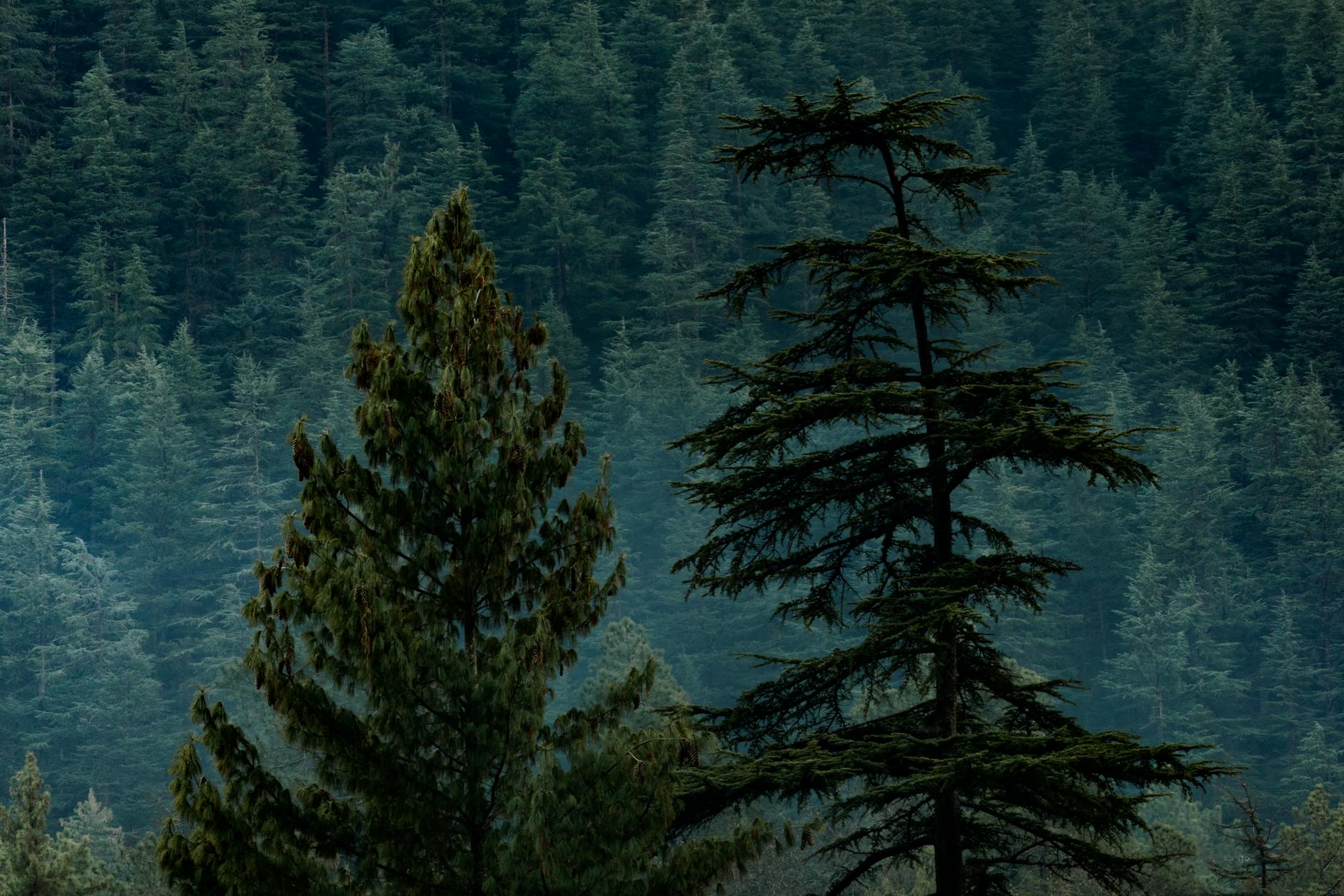 Dense evergreen forest in Kasol, India, featuring lush green trees and tranquil scenery.