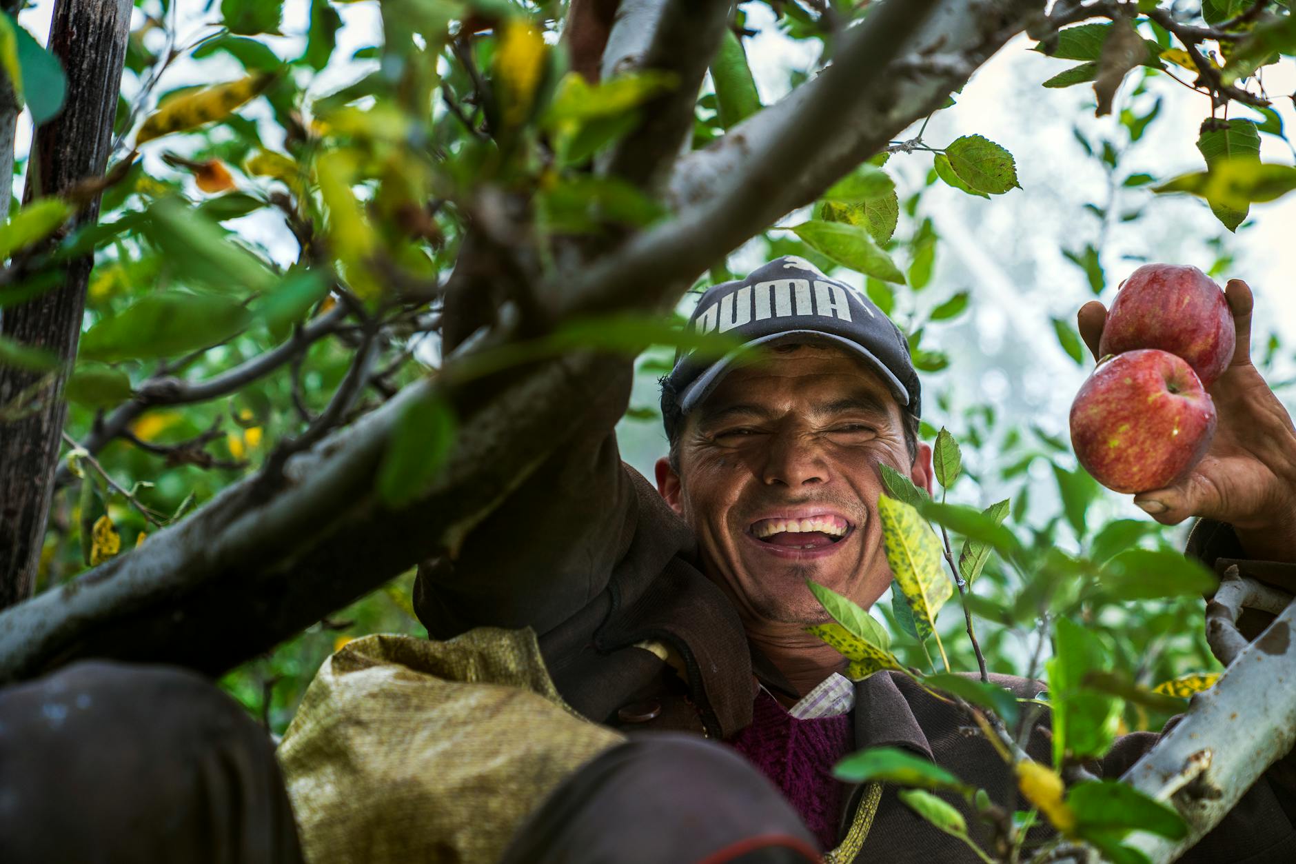 Smiling man harvesting apples in an orchard in India. Vibrant nature shot.