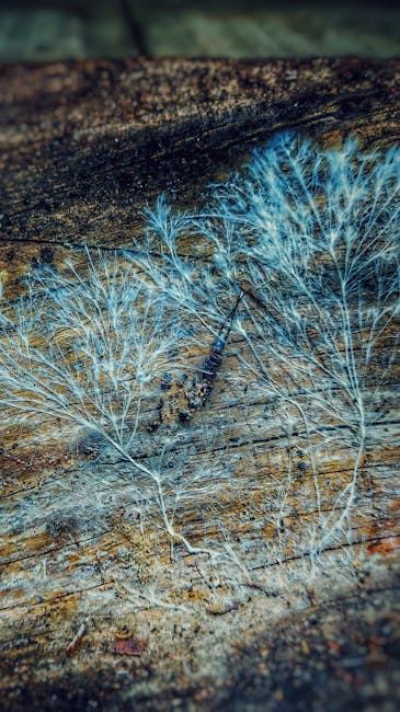 Delicate mycelium threads uncovered in a Corsican forest—nature's hidden network.
