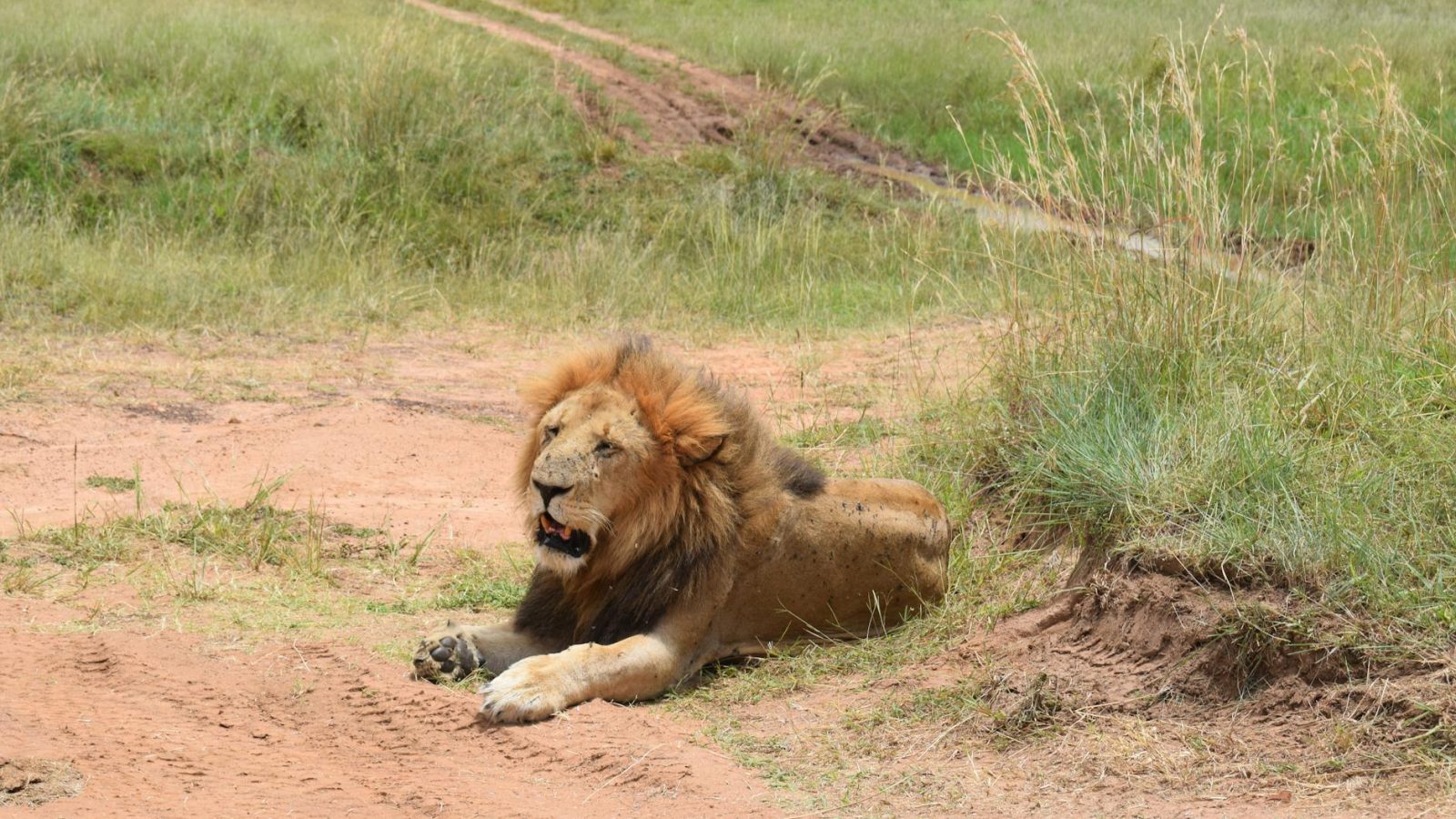 Kenya Safari Trip 2026: e-Visa, Masai Mara & 8-Day Budget Guide