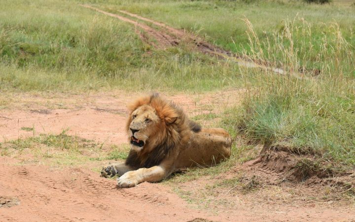 Kenya Safari Trip 2026: e-Visa, Masai Mara & 8-Day Budget Guide