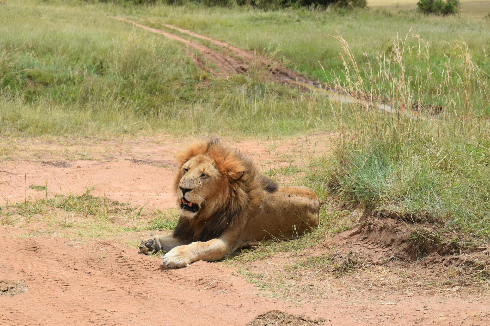 A powerful African lion rests on the grassy plains, showcasing its majestic mane and fierce presence.