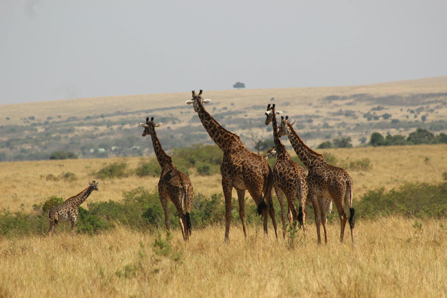 Group of giraffes in the African savannah showcasing wildlife beauty and natural habitat.