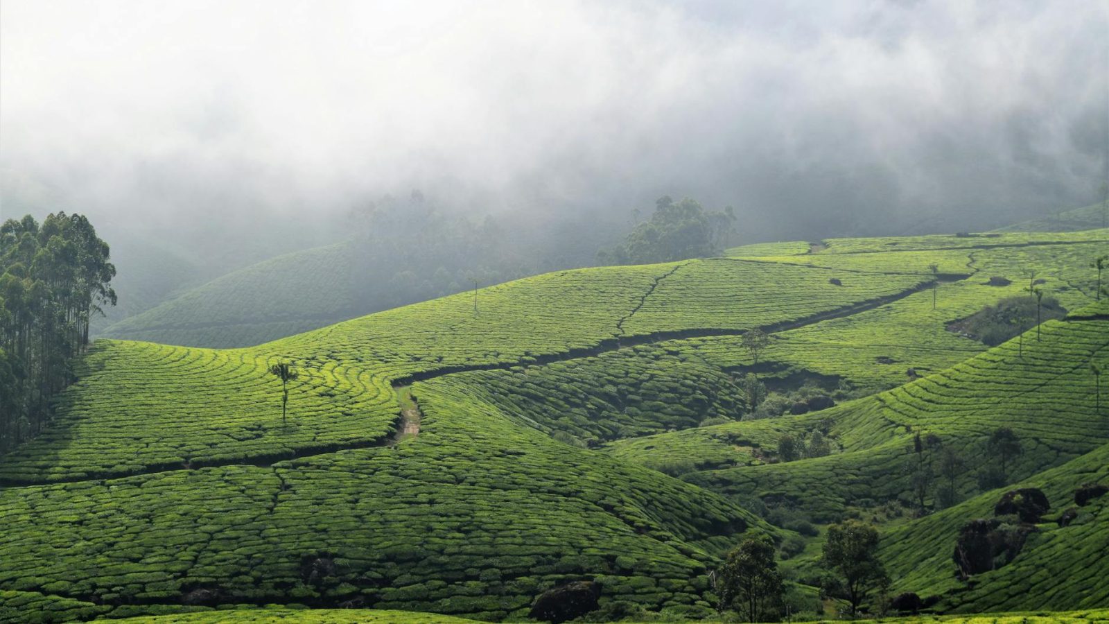 Coorg Coffee Estate Trip 2026: Madikeri, Plantations & Real Budget Guide