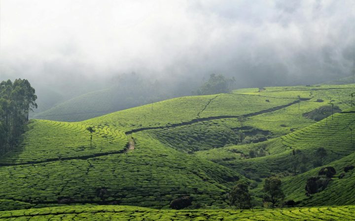 Coorg Coffee Estate Trip 2026: Madikeri, Plantations & Real Budget Guide