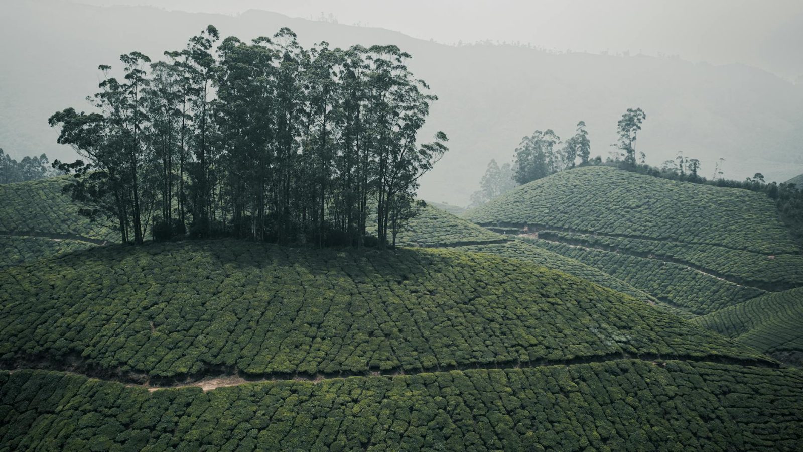 Munnar Tea Estate Trip 2026: Plantations, Top Station & Hill Drives