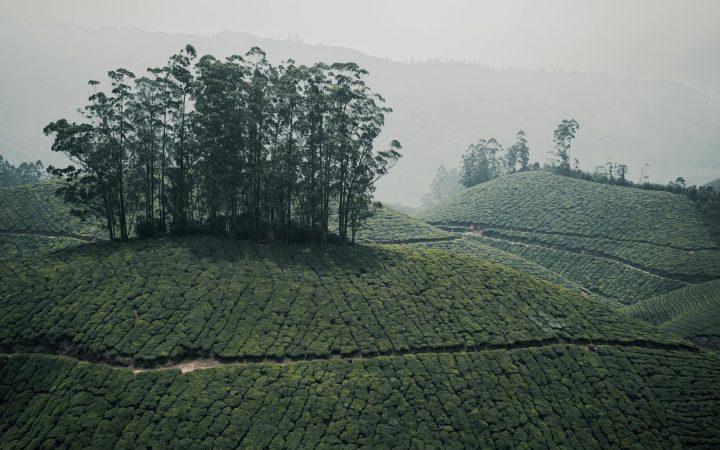 Munnar Tea Estate Trip 2026: Plantations, Top Station & Hill Drives