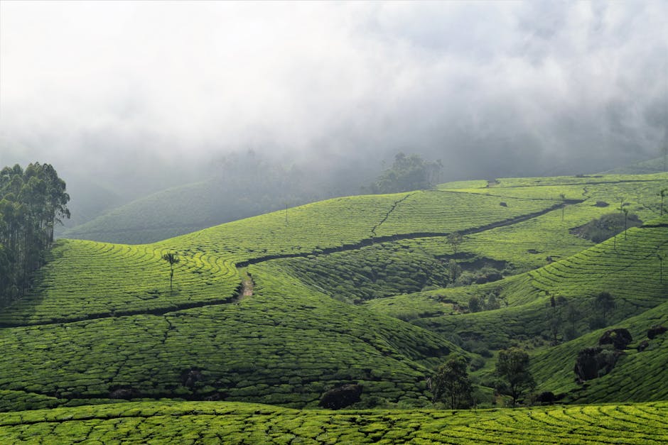 munnar tea