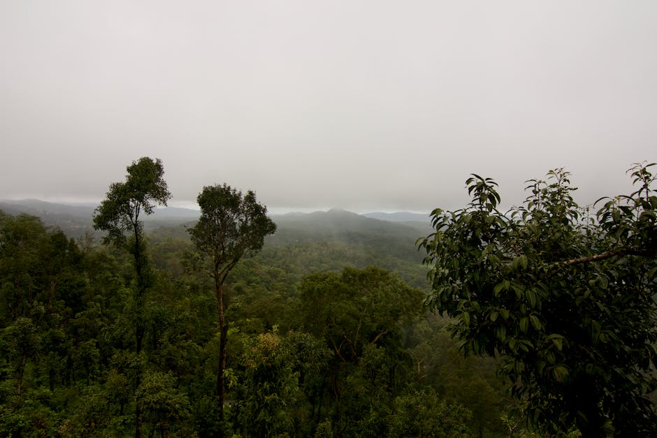 coorg falls