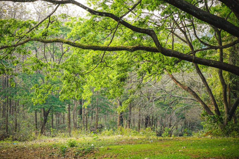 kerala forest