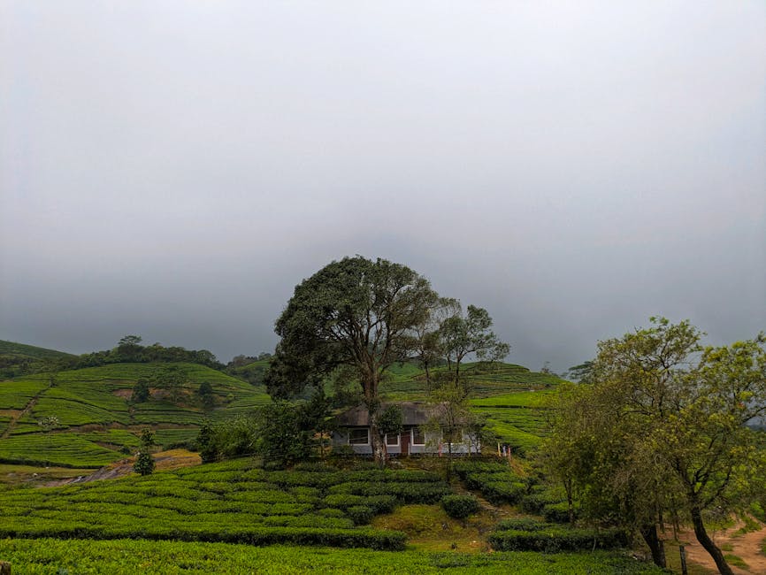 tea estate kerala