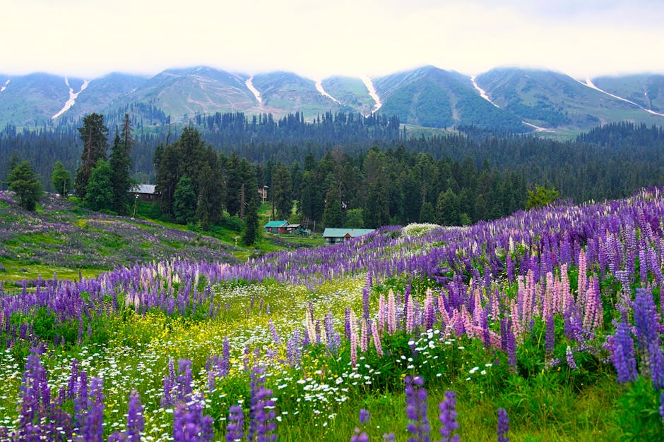 valley of flowers