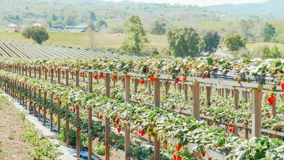 strawberry farm