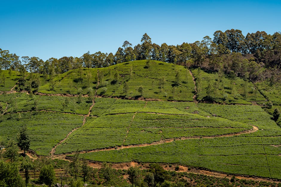 sri lanka travel