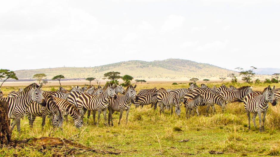 tanzania